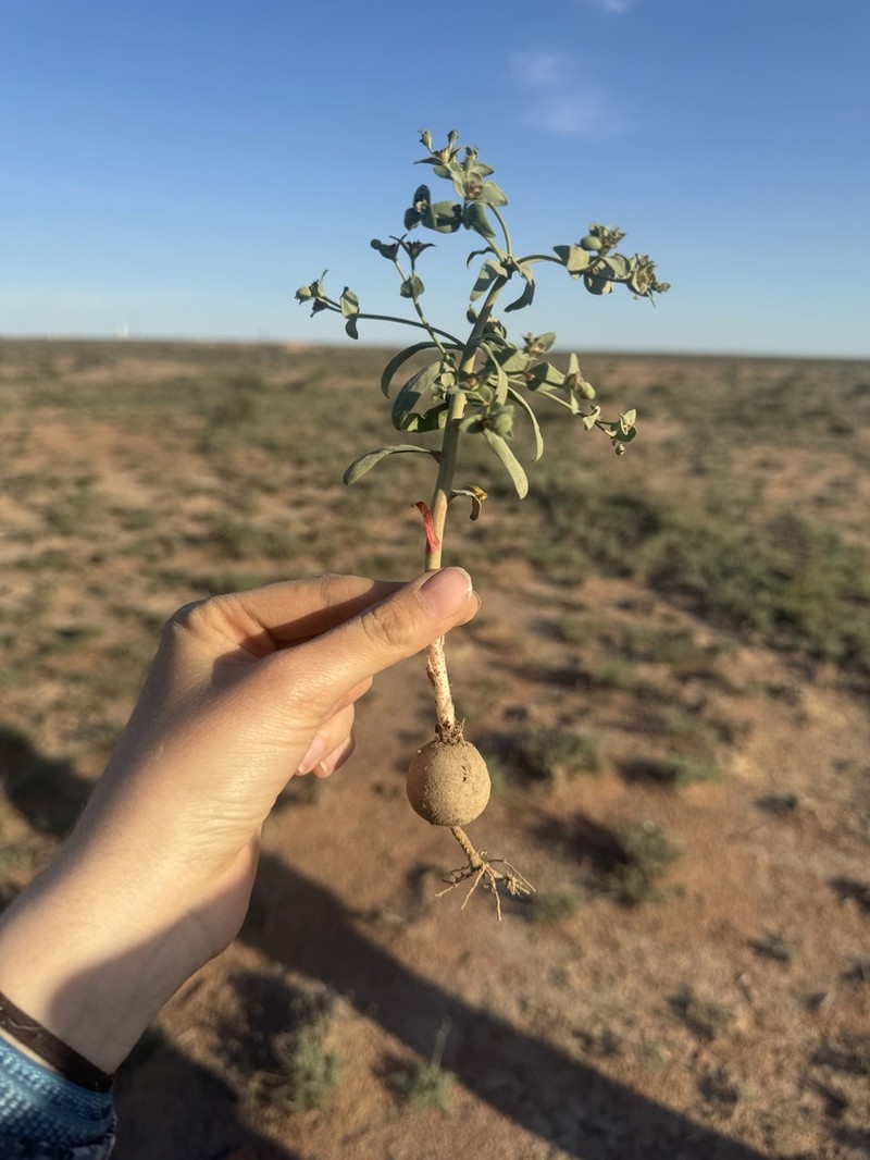 Euphorbia rapulum