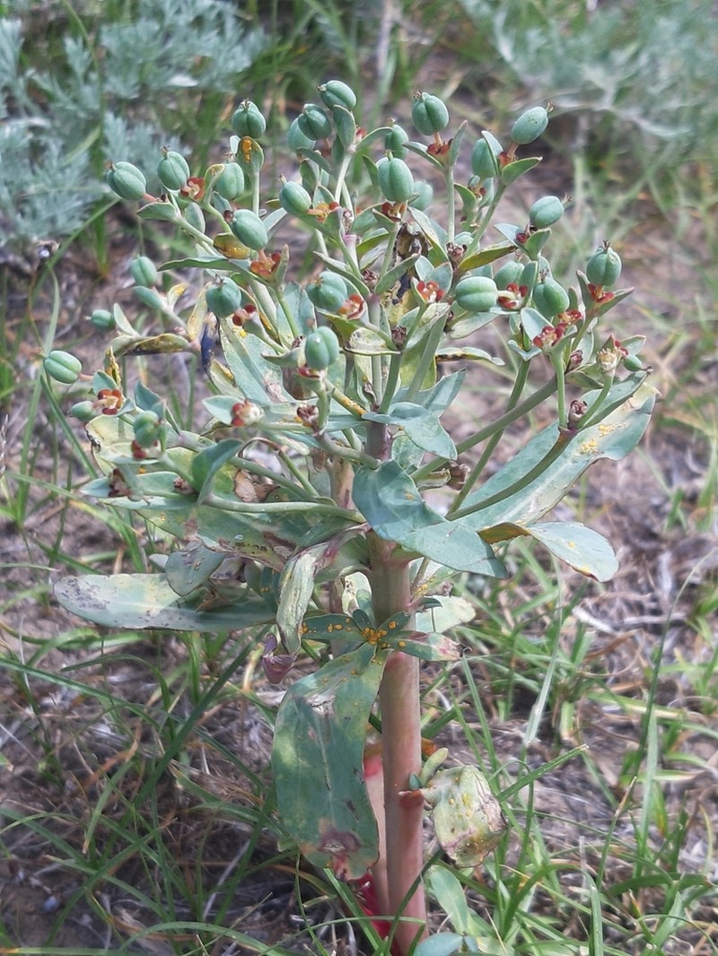 Euphorbia rapulum photo 2