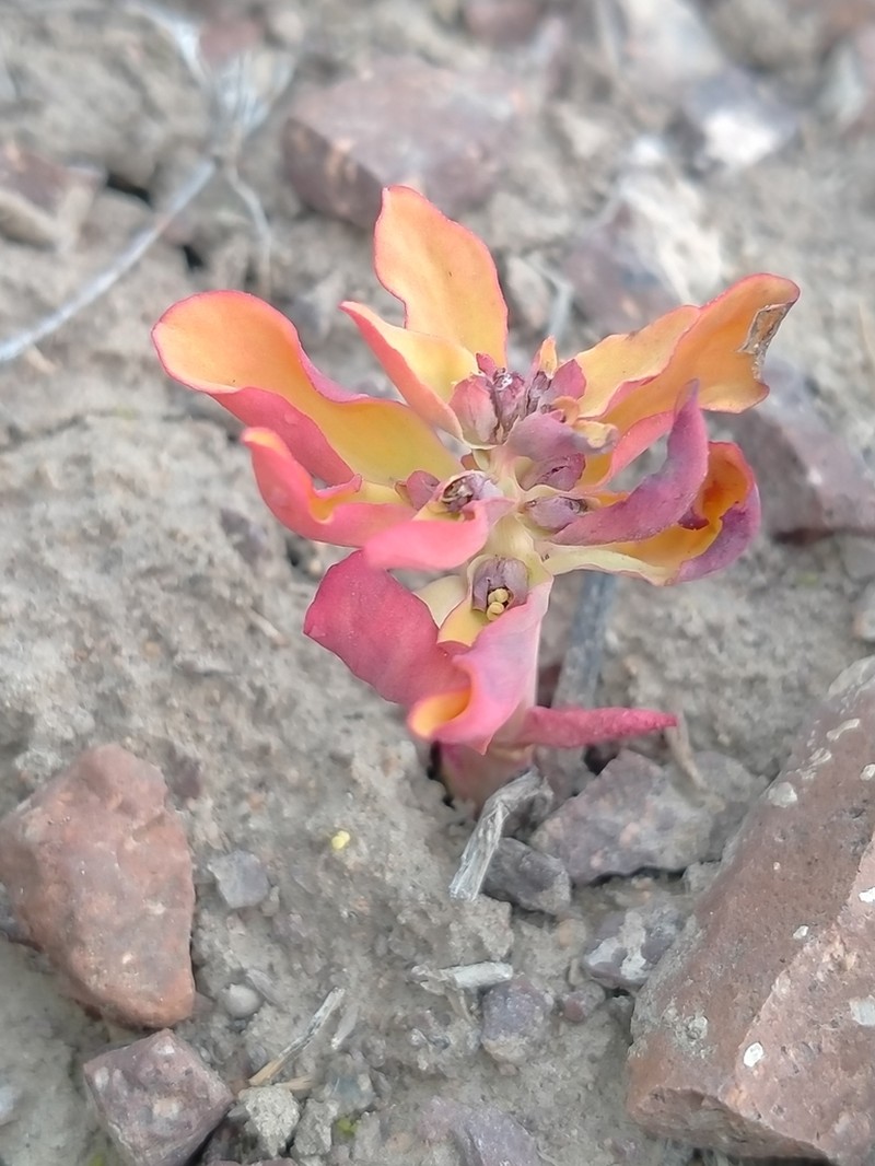 Euphorbia rapulum photo 3