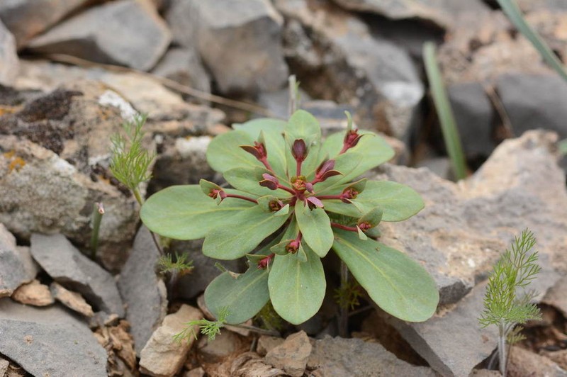 Euphorbia rapulum photo 4