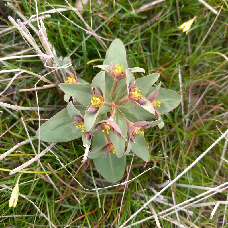Euphorbia rapulum photo 5