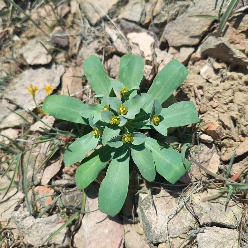 Euphorbia rapulum photo 6