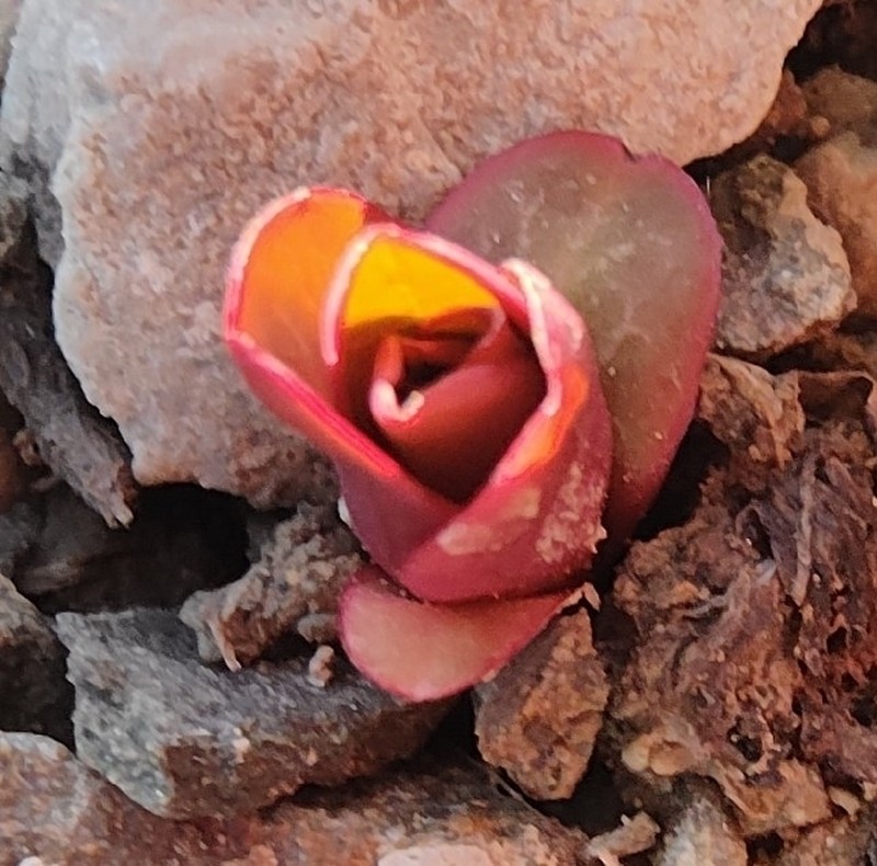 Euphorbia rapulum photo 7