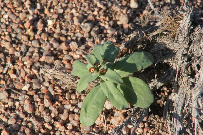 Euphorbia rapulum photo 8