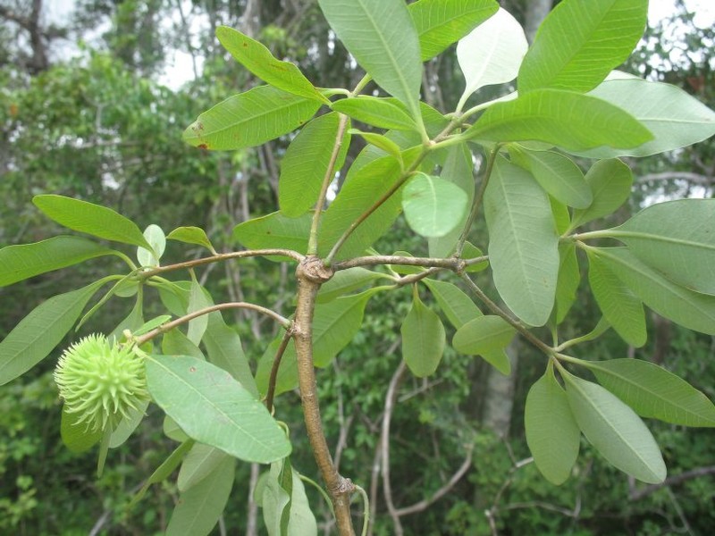 Euphorbia rauhii
