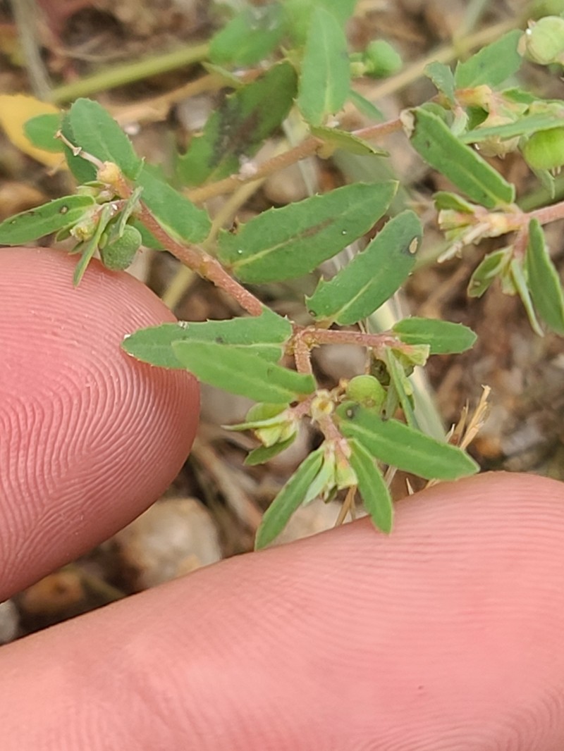 Euphorbia rayturneri
