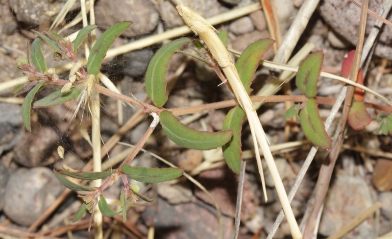 Euphorbia rayturneri photo 2