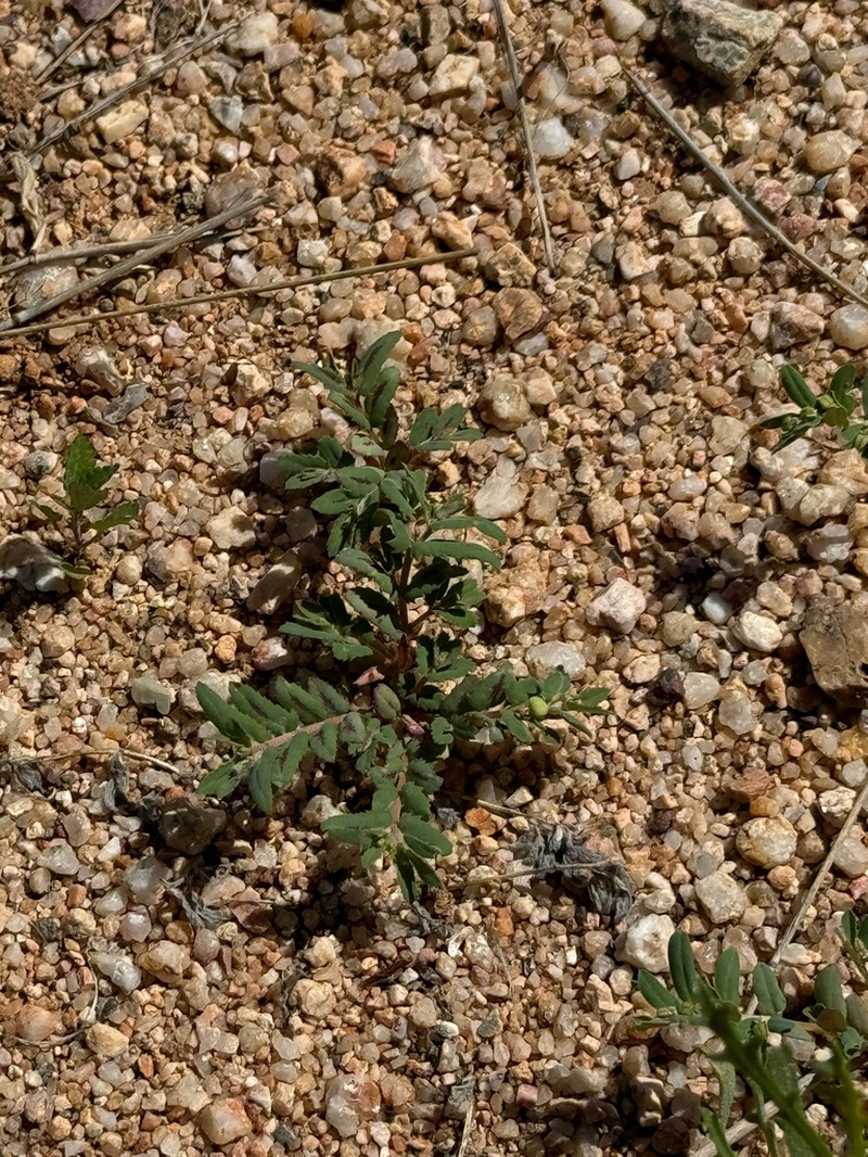 Euphorbia rayturneri photo 3