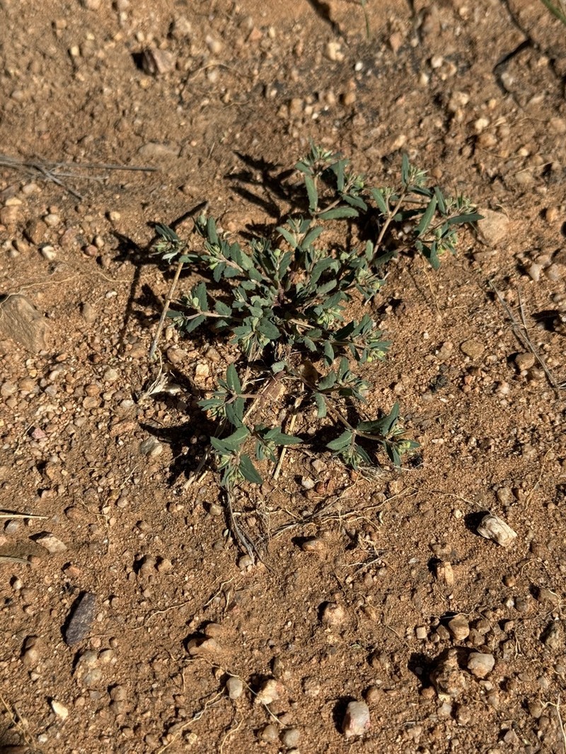 Euphorbia rayturneri photo 4