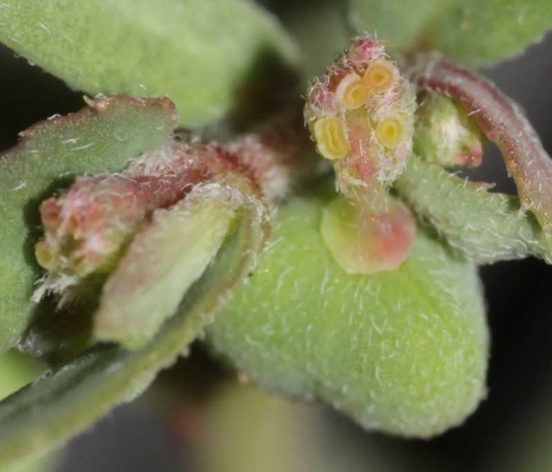 Euphorbia rayturneri photo 5