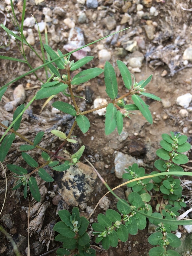 Euphorbia rayturneri photo 6