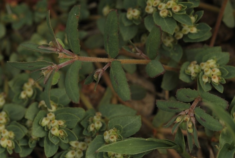 Euphorbia rayturneri photo 7
