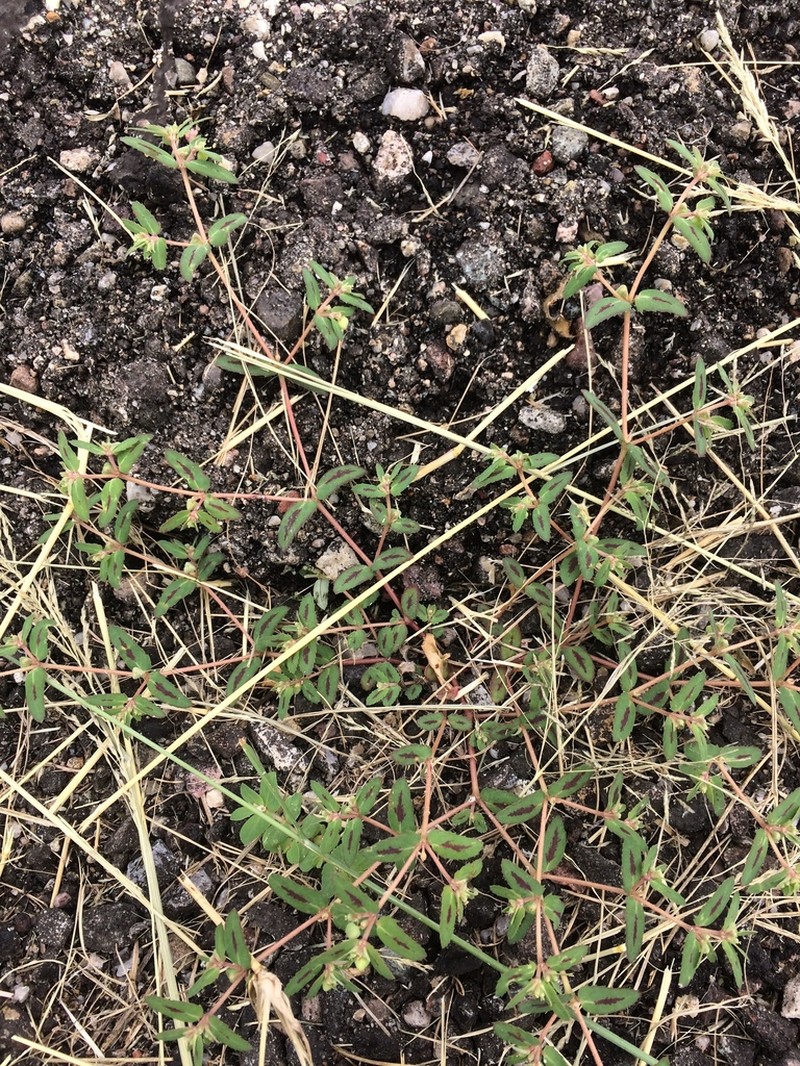 Euphorbia rayturneri photo 8