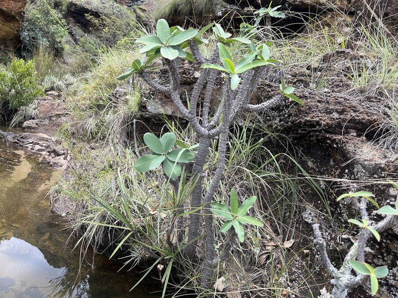 Euphorbia razafinjohanyi