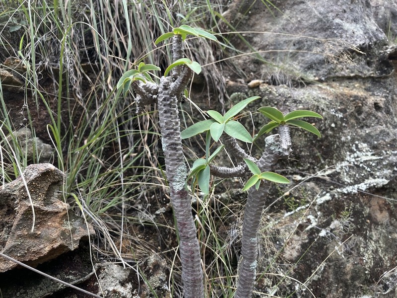 Euphorbia razafinjohanyi photo 2