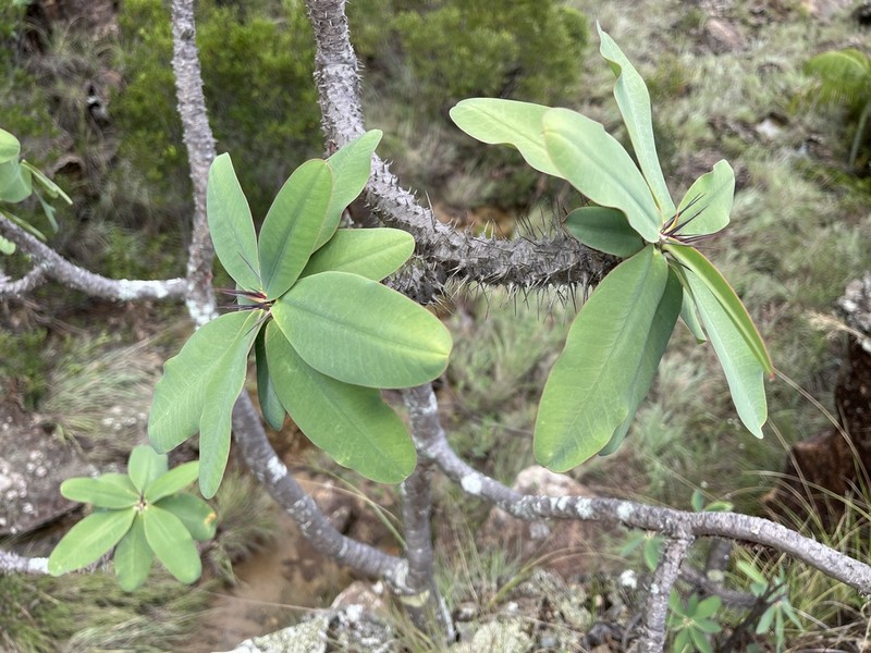 Euphorbia razafinjohanyi photo 3