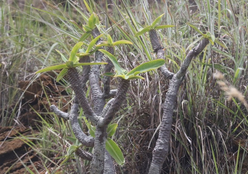Euphorbia razafinjohanyi photo 4