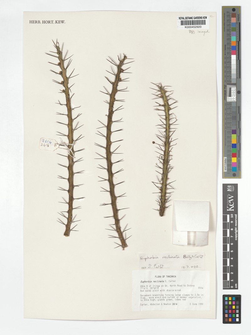 Euphorbia reclinata