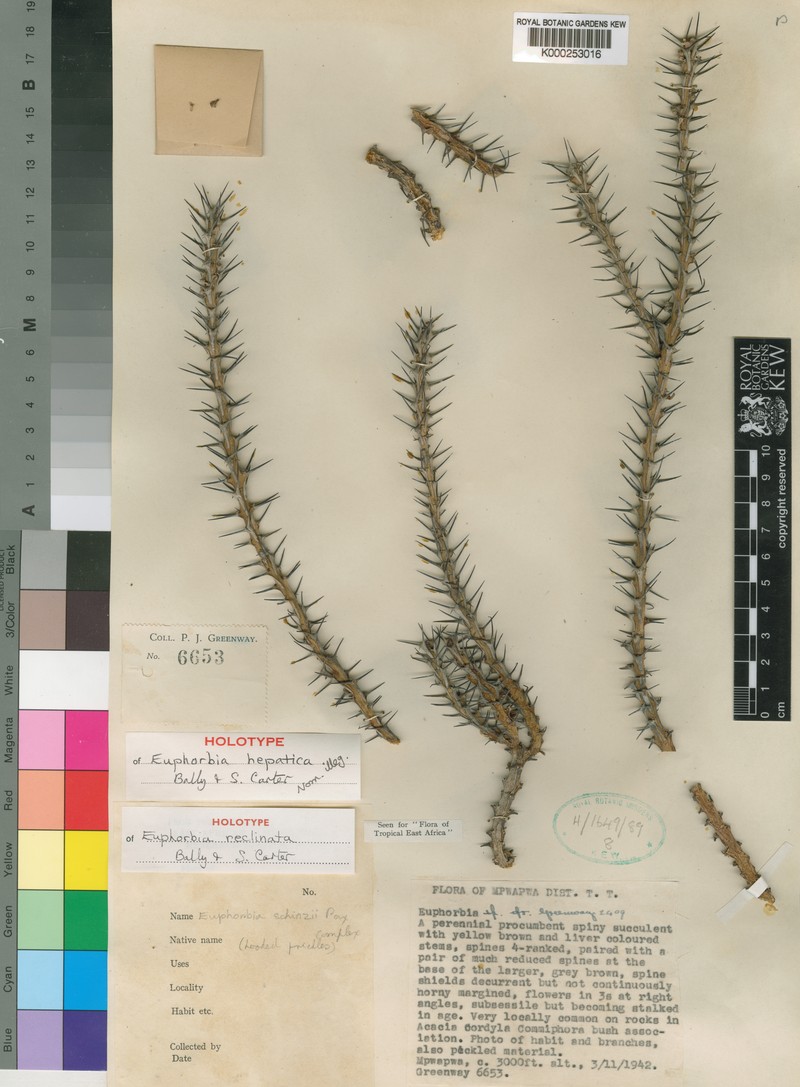 Euphorbia reclinata photo 4