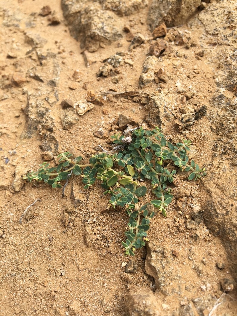 Euphorbia recurva