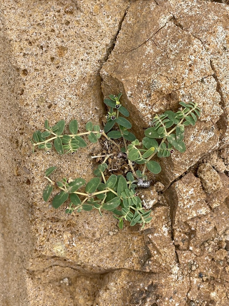 Euphorbia recurva photo 4