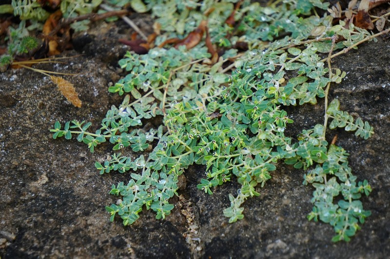 Euphorbia recurva photo 5