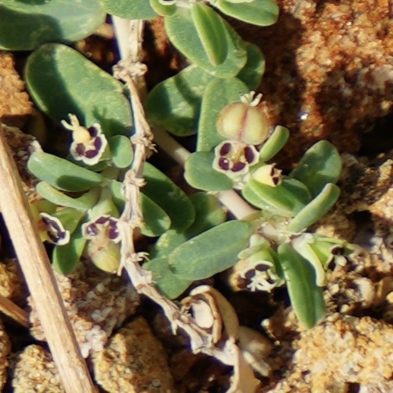 Euphorbia recurva photo 6