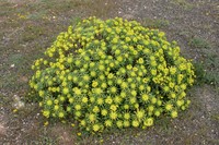 Euphorbia regis-jubae