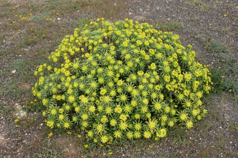 Euphorbia regis-jubae