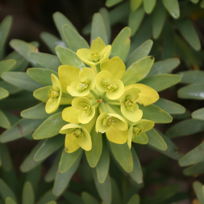 Euphorbia regis-jubae photo 2