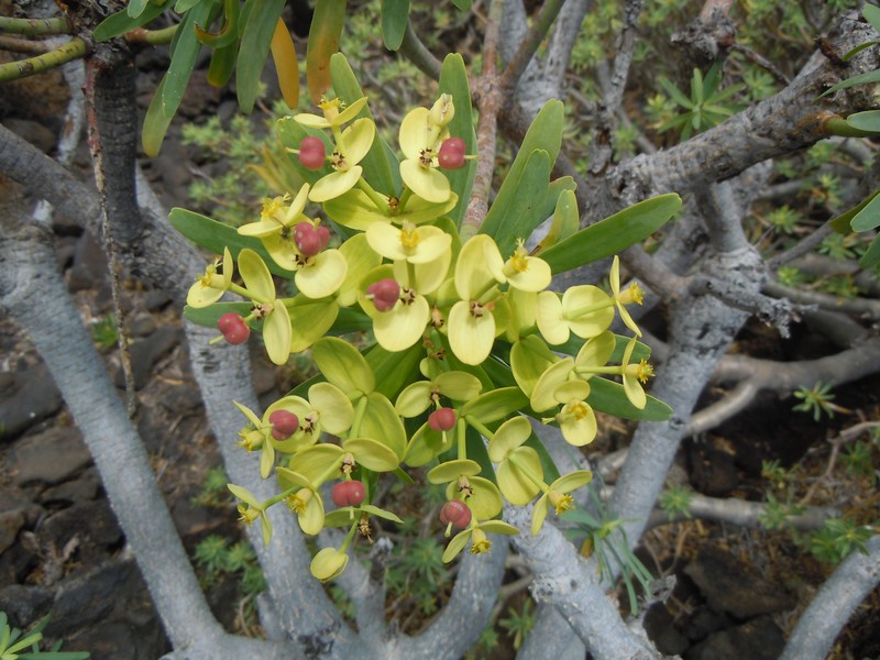 Euphorbia regis-jubae photo 3