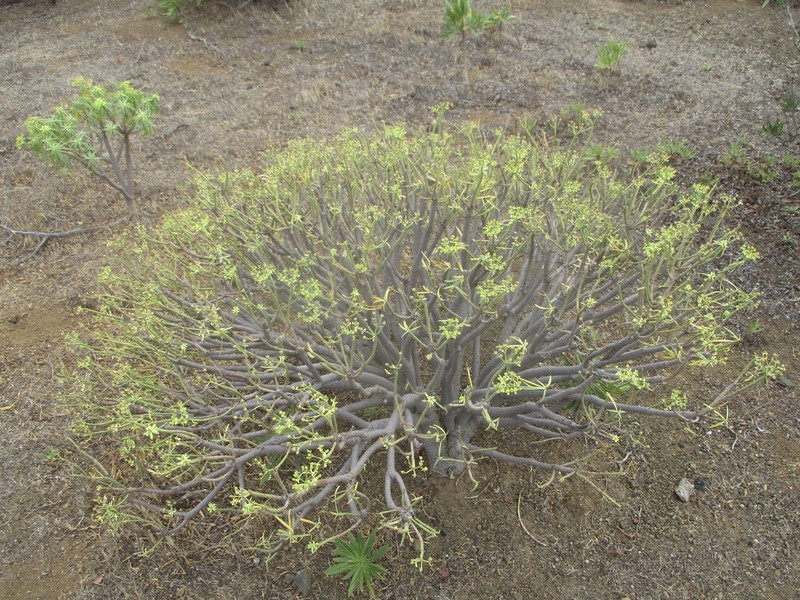 Euphorbia regis-jubae photo 4
