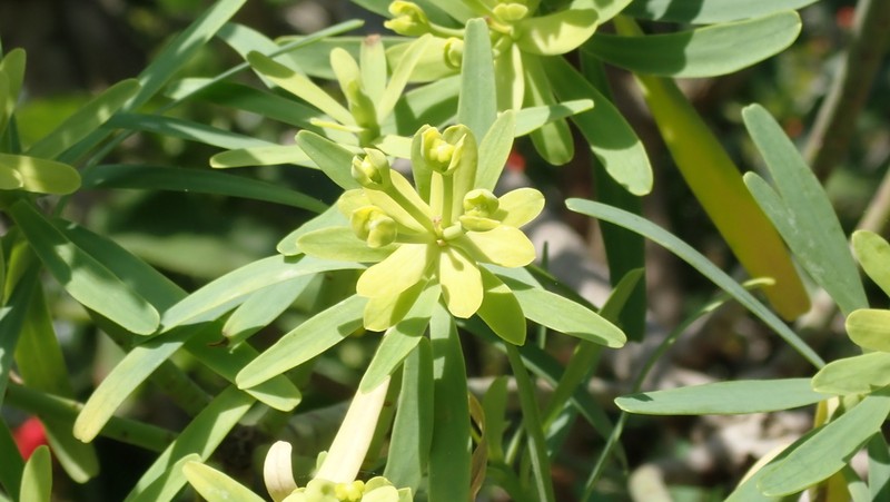 Euphorbia regis-jubae photo 5