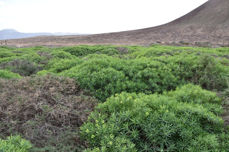 Euphorbia regis-jubae photo 6