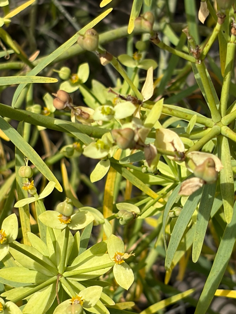 Euphorbia regis-jubae photo 7