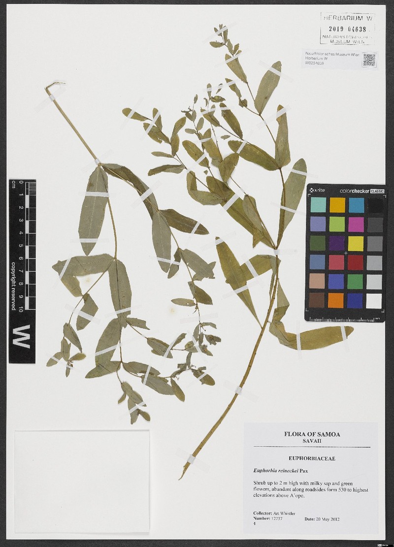 Reinecke's Spurge