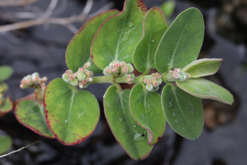Euphorbia reniformis