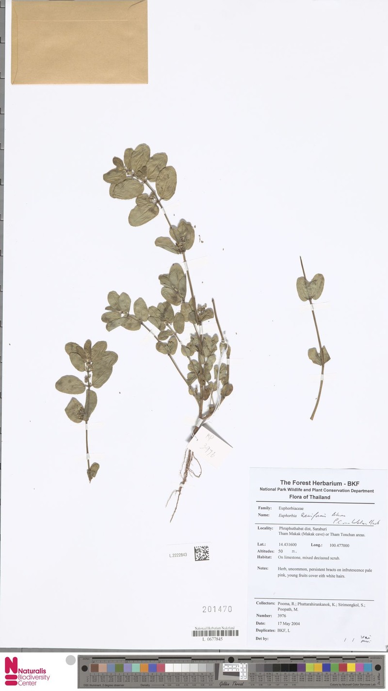 Euphorbia reniformis photo 3