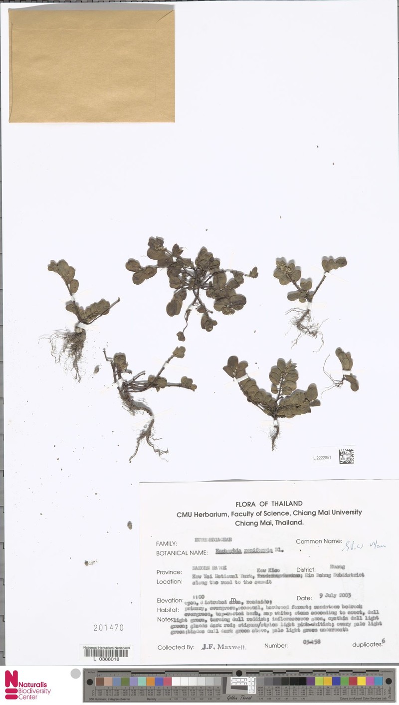 Euphorbia reniformis photo 4