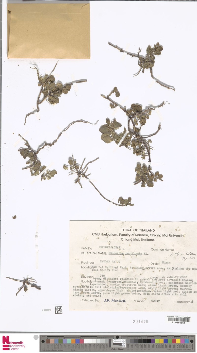 Euphorbia reniformis photo 5