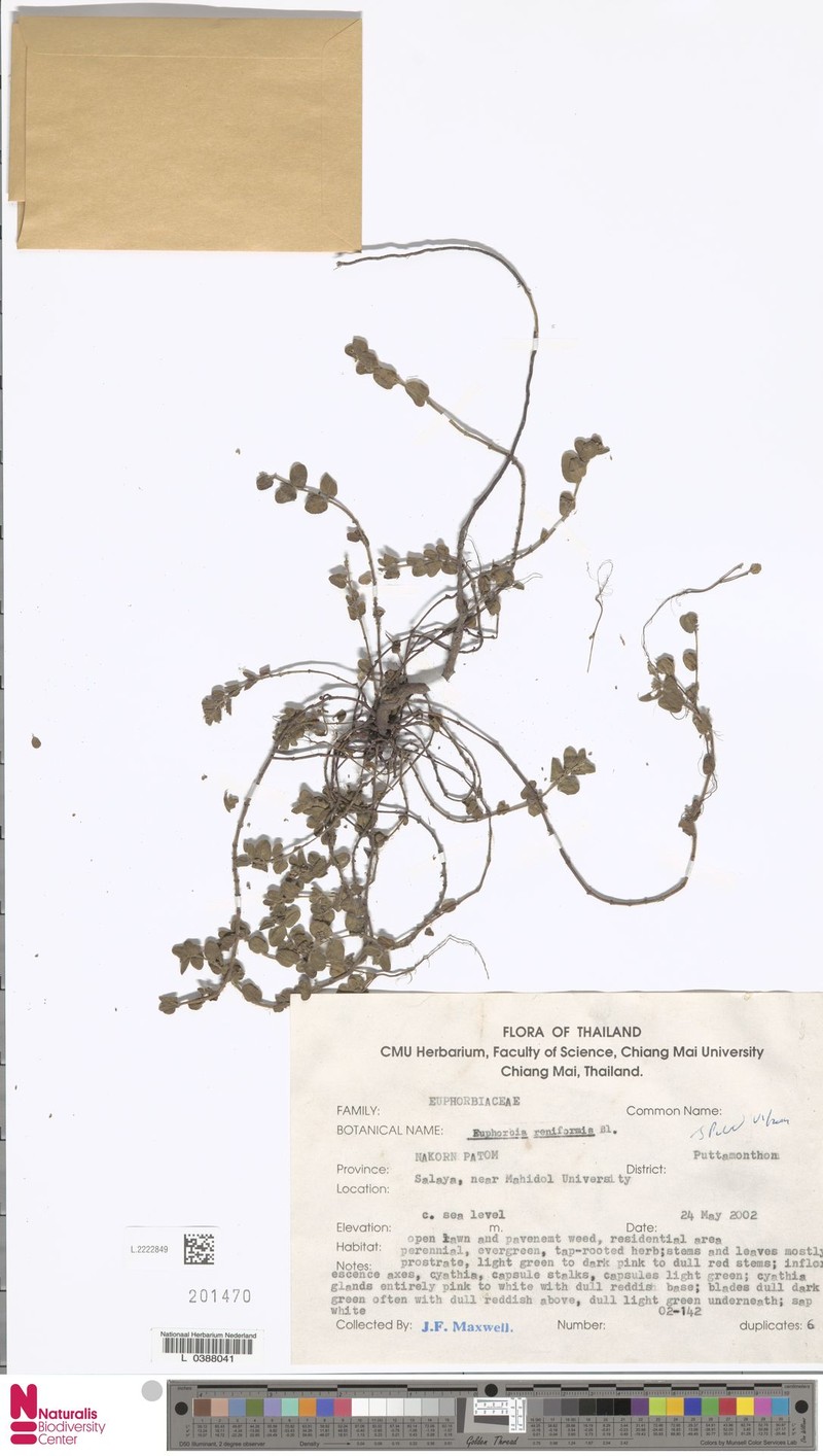 Euphorbia reniformis photo 6
