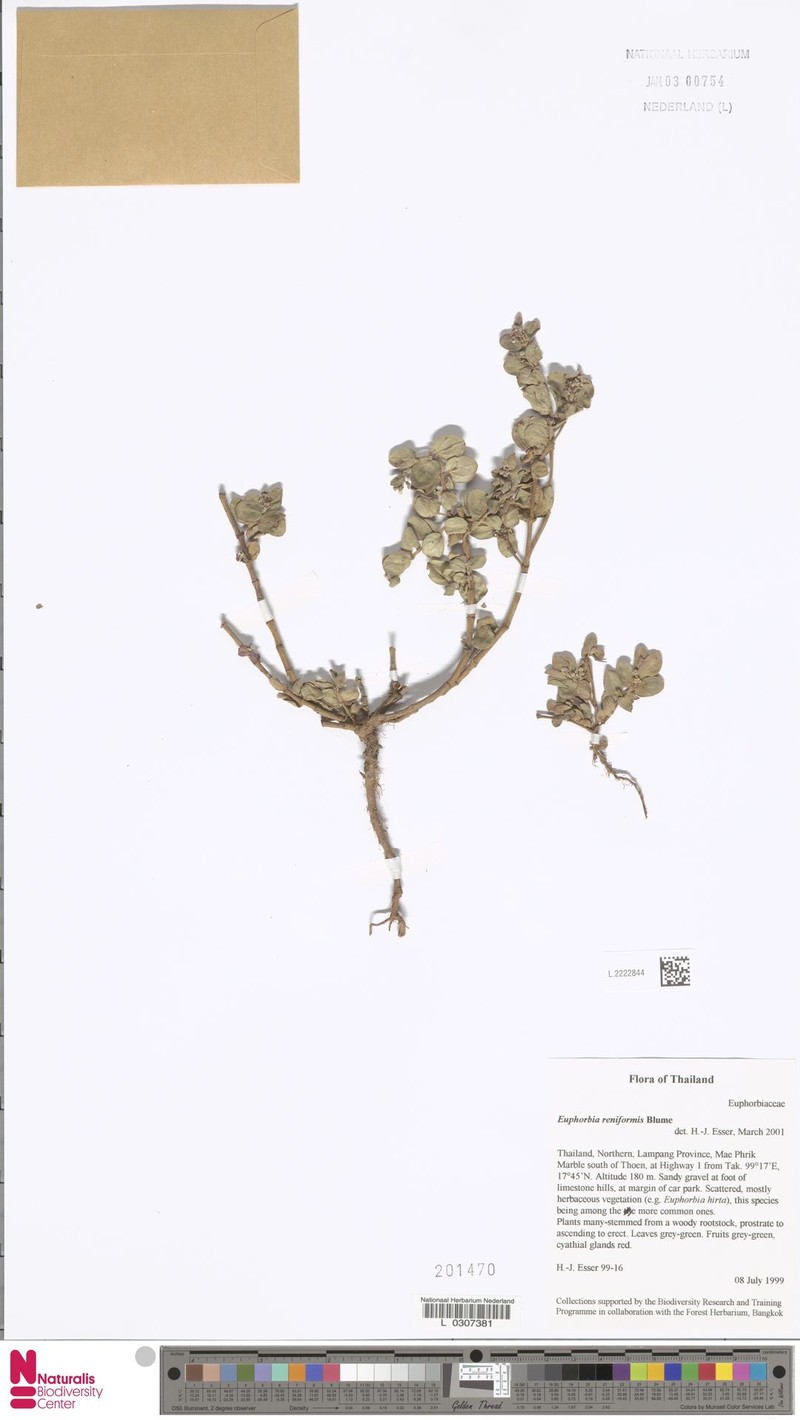 Euphorbia reniformis photo 7