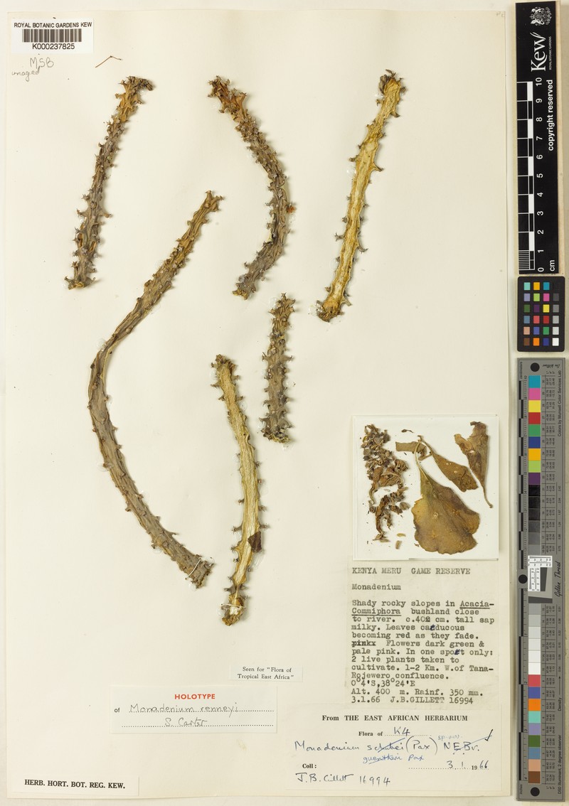 Euphorbia renneyi photo 2