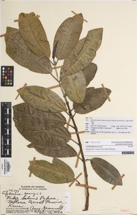 Euphorbia renneyi