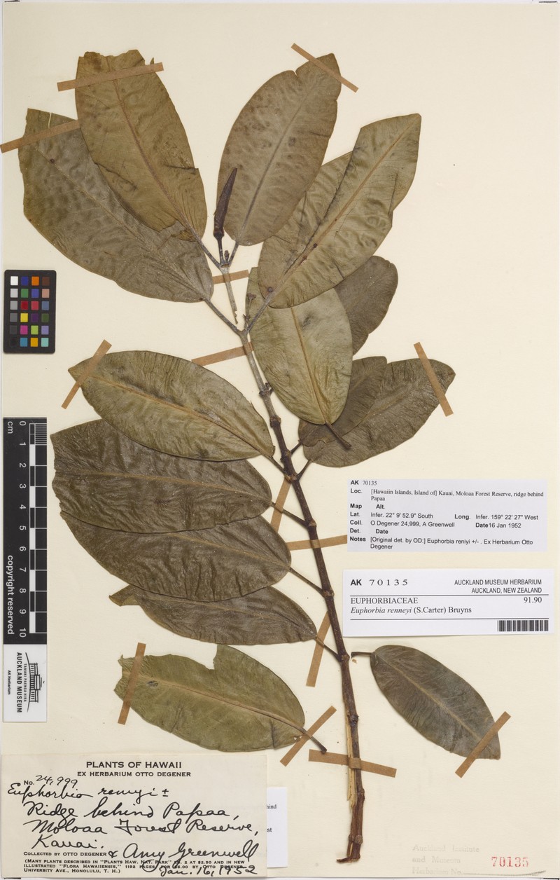 Euphorbia renneyi