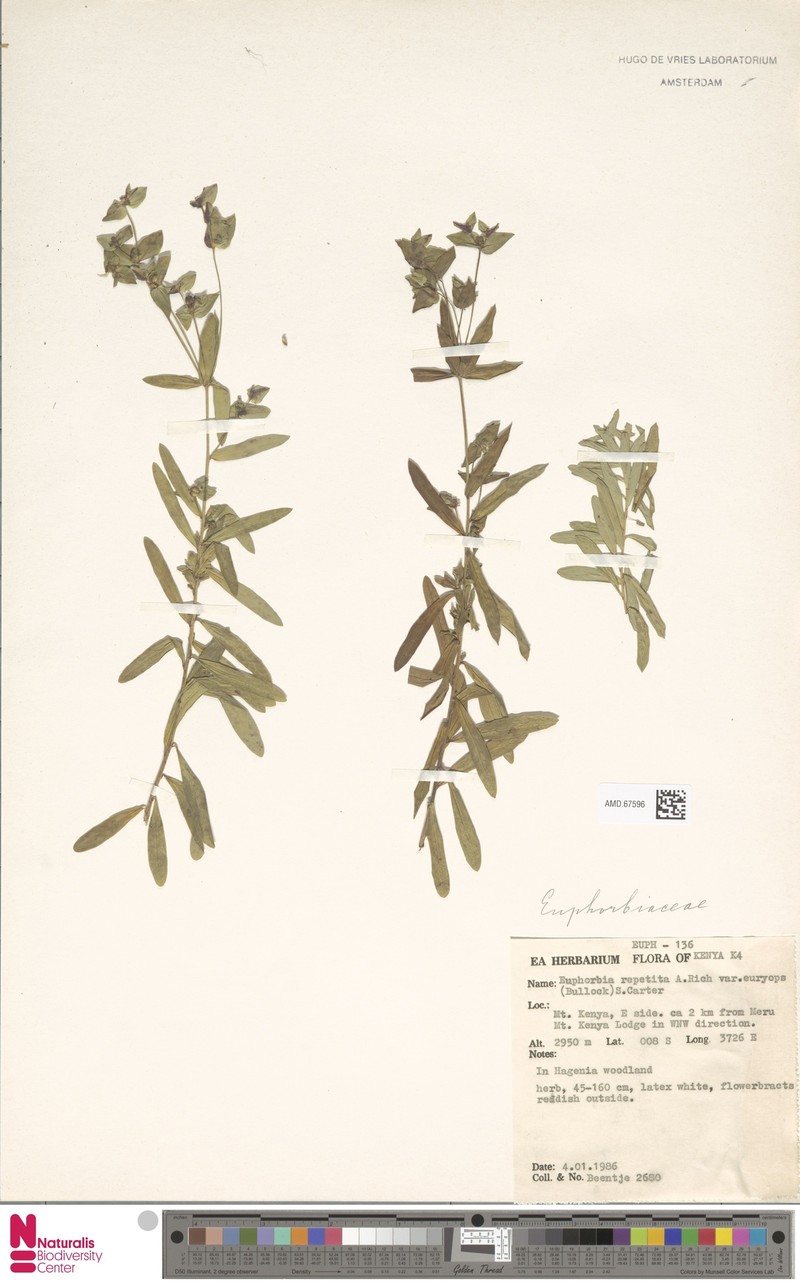 Euphorbia repetita