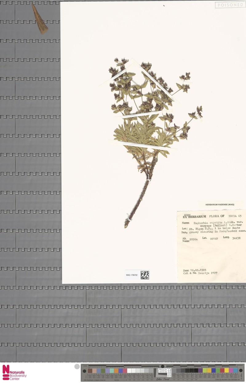 Euphorbia repetita photo 2