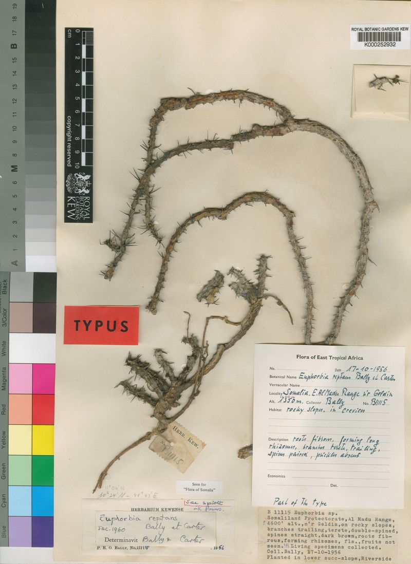 Euphorbia reptans photo 2