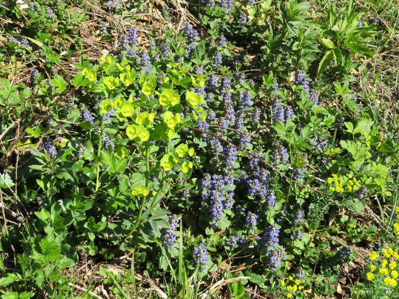 Euphorbia reptans