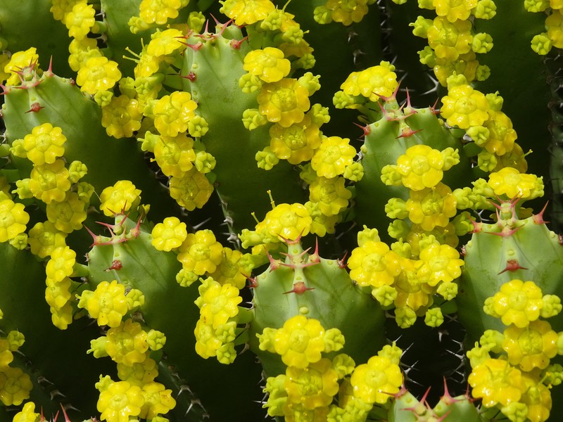 Resin Spurge photo 3